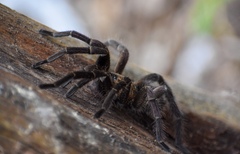 Phormictopus cubensis