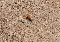 Dasymutilla bioculata