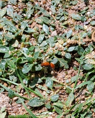 Dasymutilla bioculata