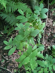Uvularia grandiflora