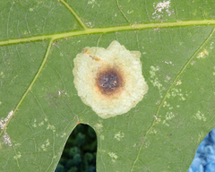 Cameraria bethunella