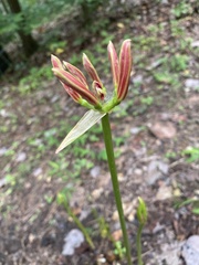 Lycoris radiata