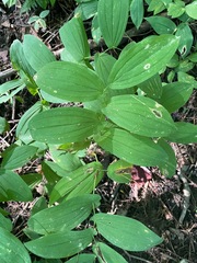 Uvularia grandiflora