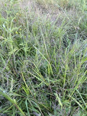 Panicum dichotomiflorum