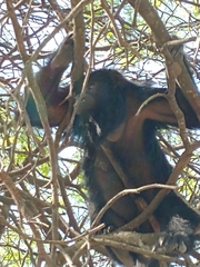 Alouatta caraya