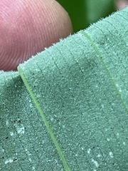 Uvularia grandiflora