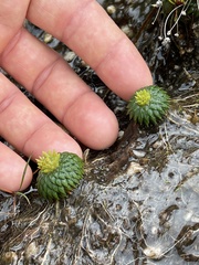 Eriocaulaceae
