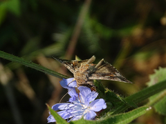 Autographa californica