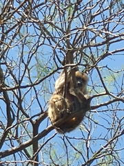Alouatta caraya