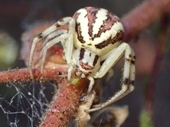 Mecaphesa schlingeri