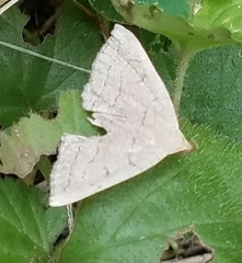 Zanclognatha pedipilalis