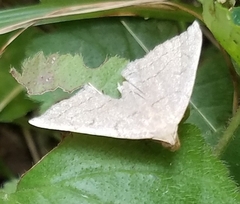 Zanclognatha pedipilalis