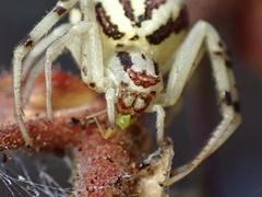 Mecaphesa schlingeri