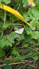 Zanclognatha pedipilalis