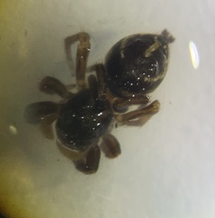 Habronattus