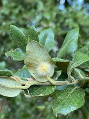 Disholandricus lasius