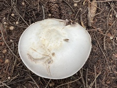 Agaricus xanthodermus