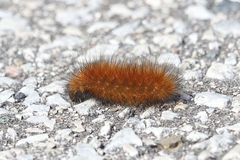 Phragmatobia fuliginosa