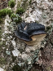 Phellinus