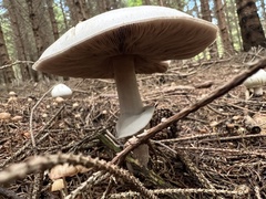 Agaricus xanthodermus