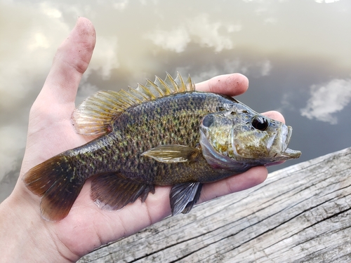 Warmouth (Lepomis gulosus) — Centrarchidae