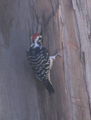 Dryobates nuttallii