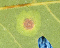 Cameraria bethunella