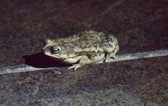 Rhinella