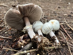 Agaricus xanthodermus