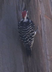 Dryobates nuttallii