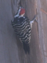 Dryobates nuttallii