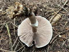 Agaricus xanthodermus