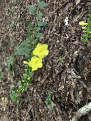 Aureolaria grandiflora