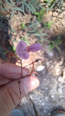 Desmodium arizonicum