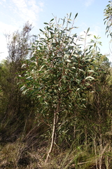 Hakea laurina