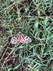 Apantesis parthenice