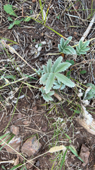 Potentilla hippiana