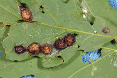 Callirhytis quercusfutilis