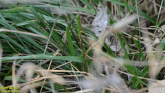 Takydromus wolteri