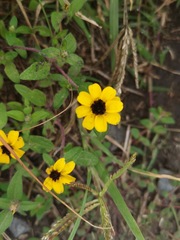 Sanvitalia procumbens