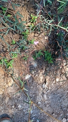 Desmodium arizonicum