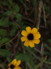 Sanvitalia procumbens