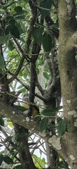 Trogon citreolus
