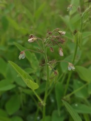 Desmodium tweedyi