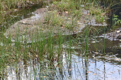 Carex lasiocarpa