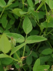 Desmodium tweedyi