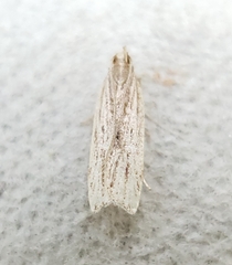 Helcystogramma hystricella