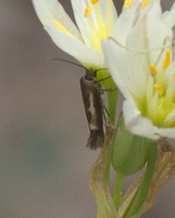 Scythris