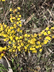Acacia acinacea