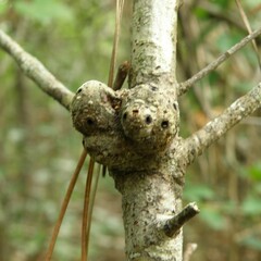 Callirhytis quercuspunctata